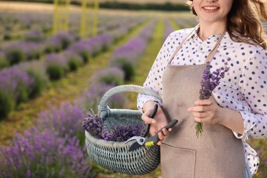 Photo of Woman with basket of lavender flowers and pruning shears in field, closeup