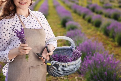 Photo of Woman with basket of lavender flowers and pruning shears in field, closeup