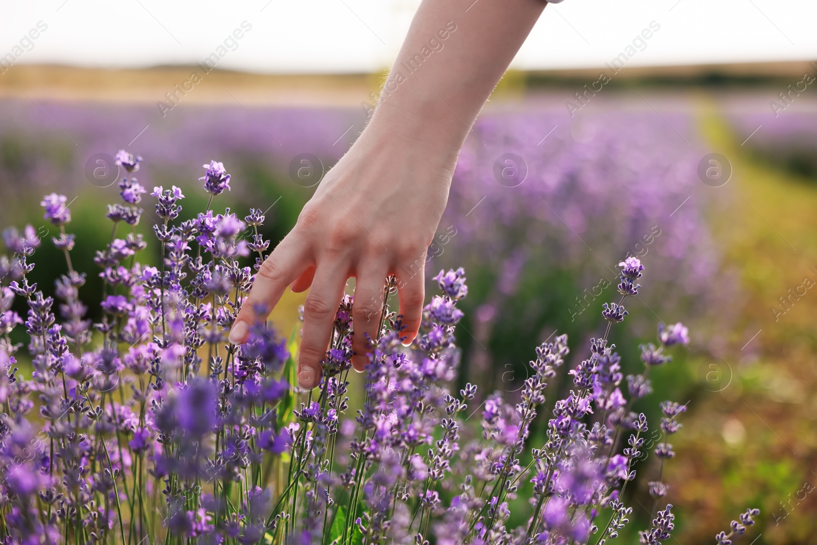 Photo of Woman touching beautiful blooming lavender flowers outdoors, closeup