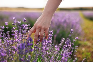 Photo of Woman touching beautiful blooming lavender flowers outdoors, closeup
