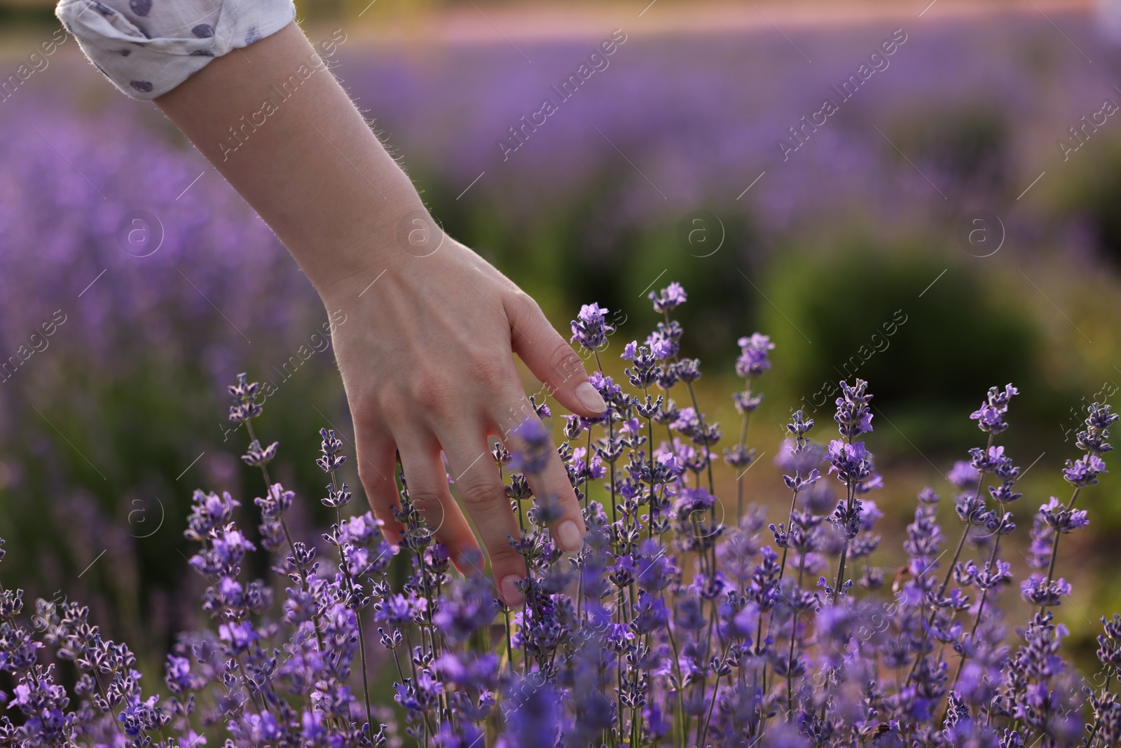 Photo of Woman touching beautiful blooming lavender flowers outdoors, closeup