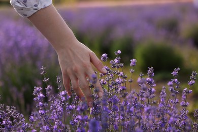 Photo of Woman touching beautiful blooming lavender flowers outdoors, closeup