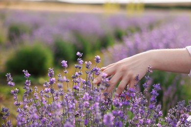 Photo of Woman touching beautiful blooming lavender flowers outdoors, closeup