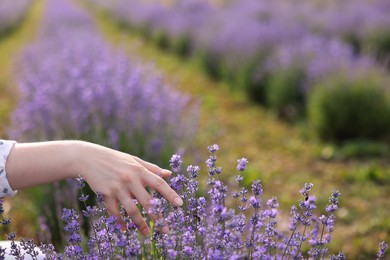 Photo of Woman touching beautiful blooming lavender flowers outdoors, closeup. Space for text