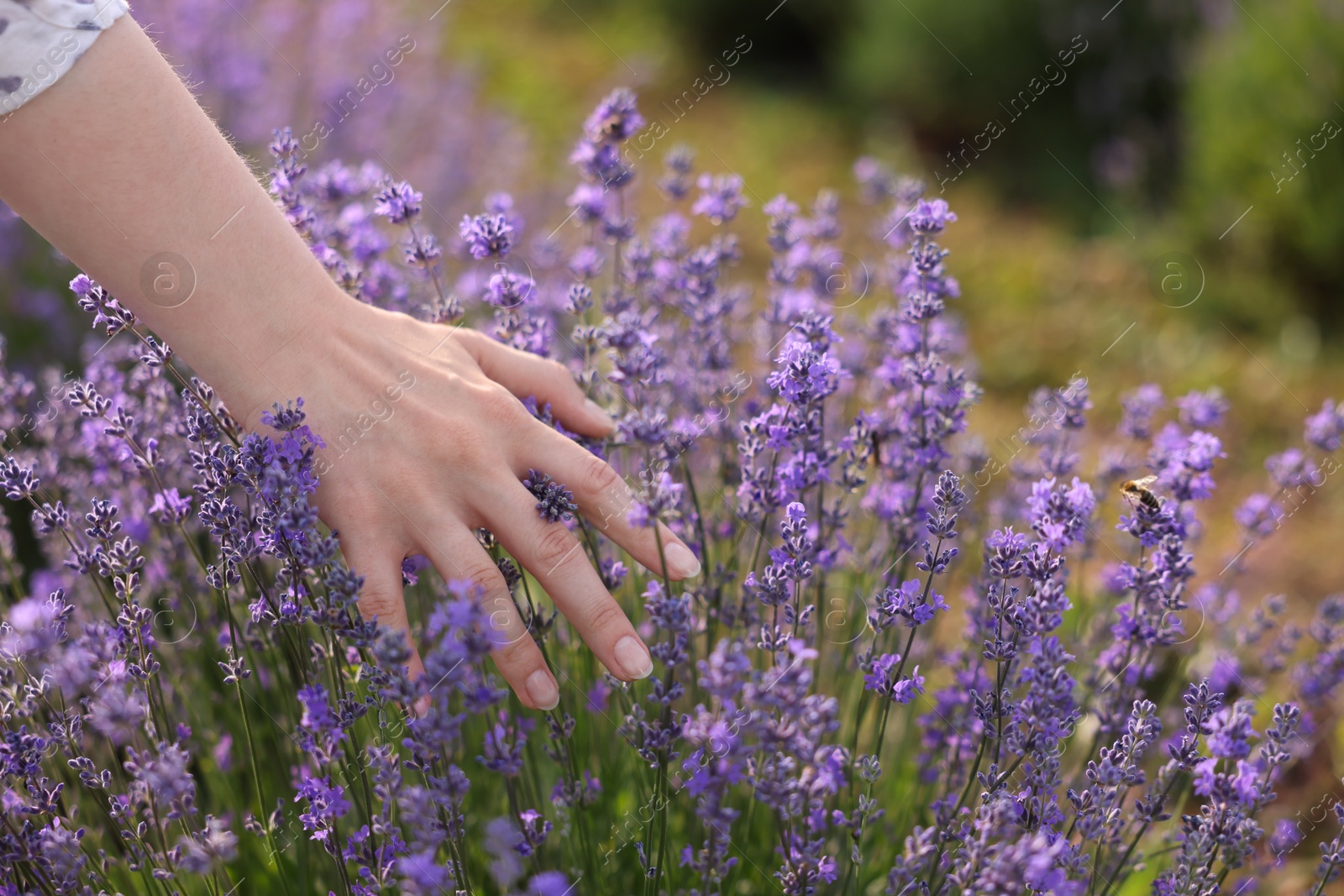Photo of Woman touching beautiful blooming lavender flowers outdoors, closeup