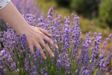 Photo of Woman touching beautiful blooming lavender flowers outdoors, closeup