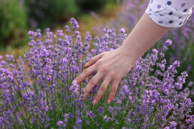 Photo of Woman touching beautiful blooming lavender flowers outdoors, closeup