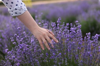 Photo of Woman touching beautiful blooming lavender flowers outdoors, closeup