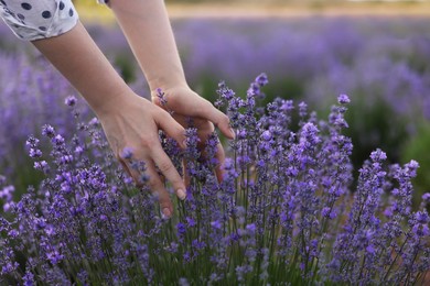 Photo of Woman touching beautiful blooming lavender flowers outdoors, closeup
