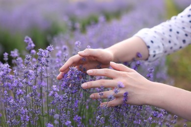 Photo of Woman touching beautiful blooming lavender flowers outdoors, closeup