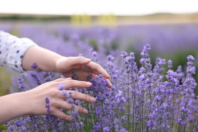 Photo of Woman touching beautiful blooming lavender flowers outdoors, closeup