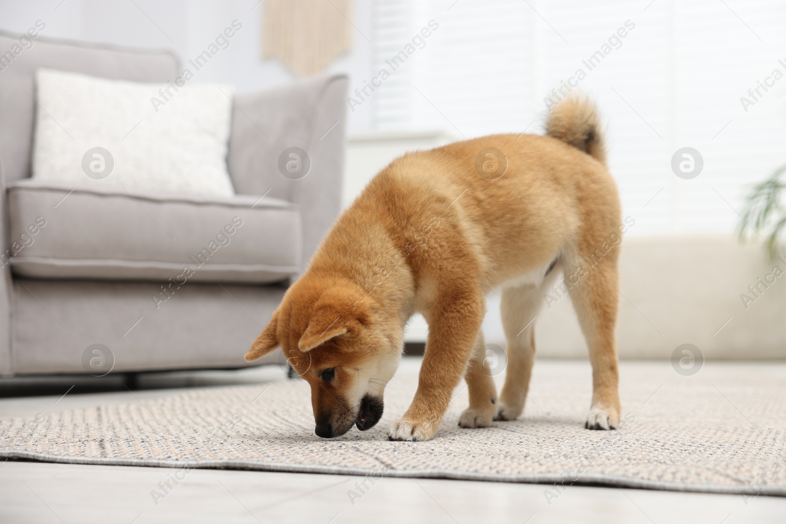 Cute Shiba Inu dog on floor indoors Photo of Cute Shiba Inu dog on floor indoors
