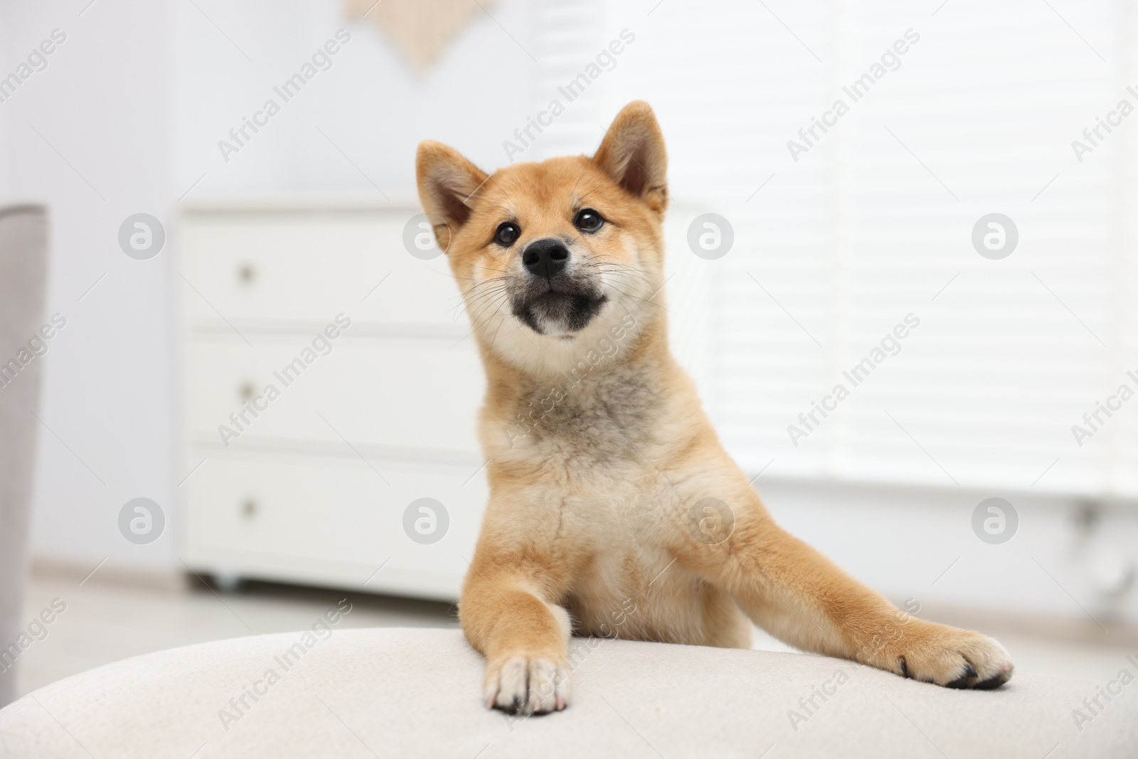 Cute Shiba Inu dog posing in room Photo of Cute Shiba Inu dog posing in room
