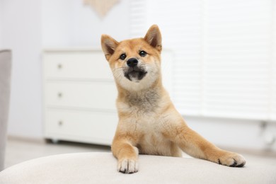 Photo of Cute Shiba Inu dog posing in room