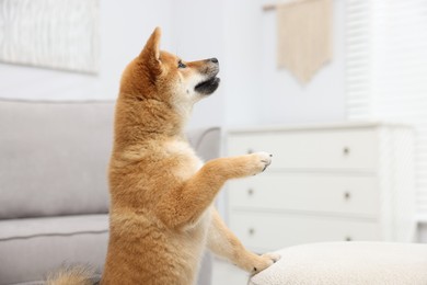 Photo of Cute Shiba Inu dog posing in room