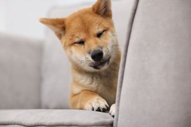 Photo of Cute Shiba Inu dog on sofa indoors