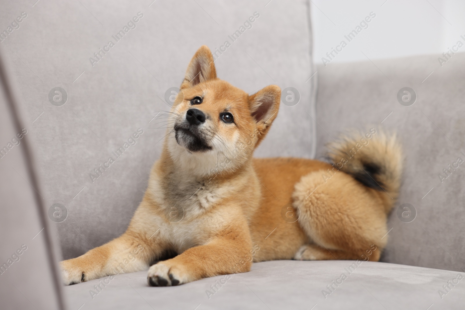Photo of Cute Shiba Inu dog lying on sofa indoors