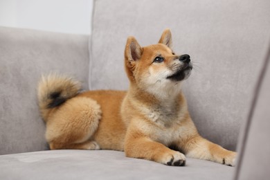 Photo of Cute Shiba Inu dog lying on sofa indoors