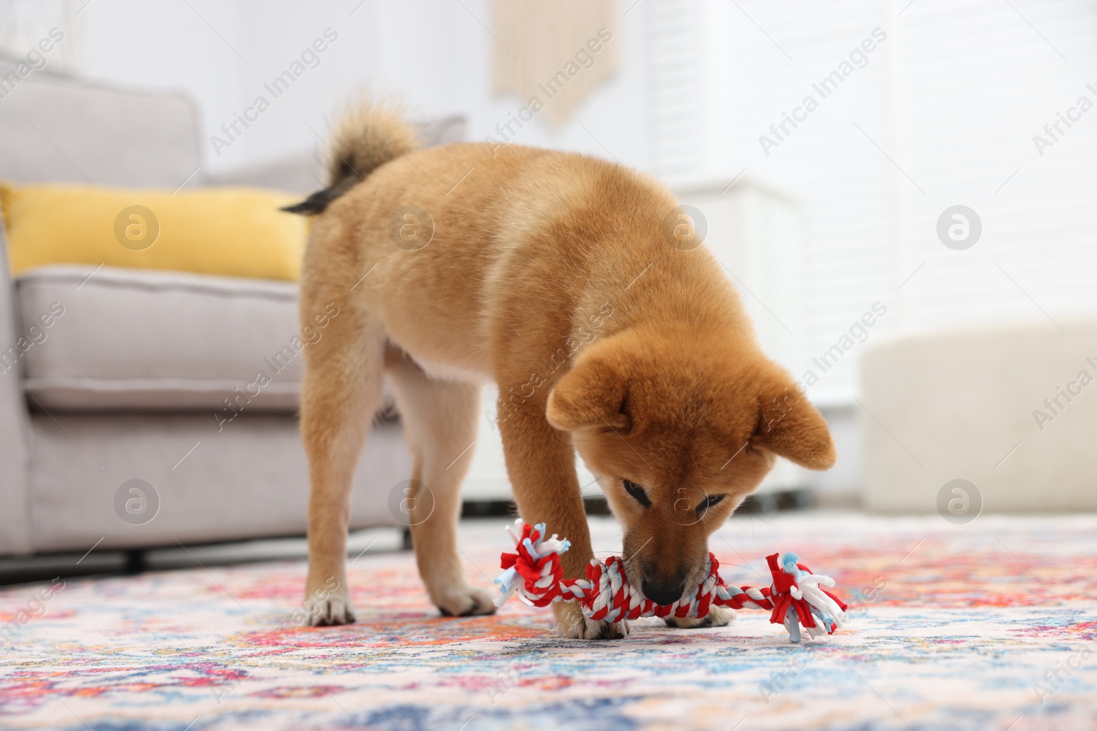 Photo of Cute Shiba Inu dog playing with pet toy on floor indoors