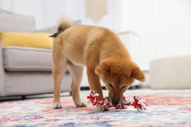 Photo of Cute Shiba Inu dog playing with pet toy on floor indoors