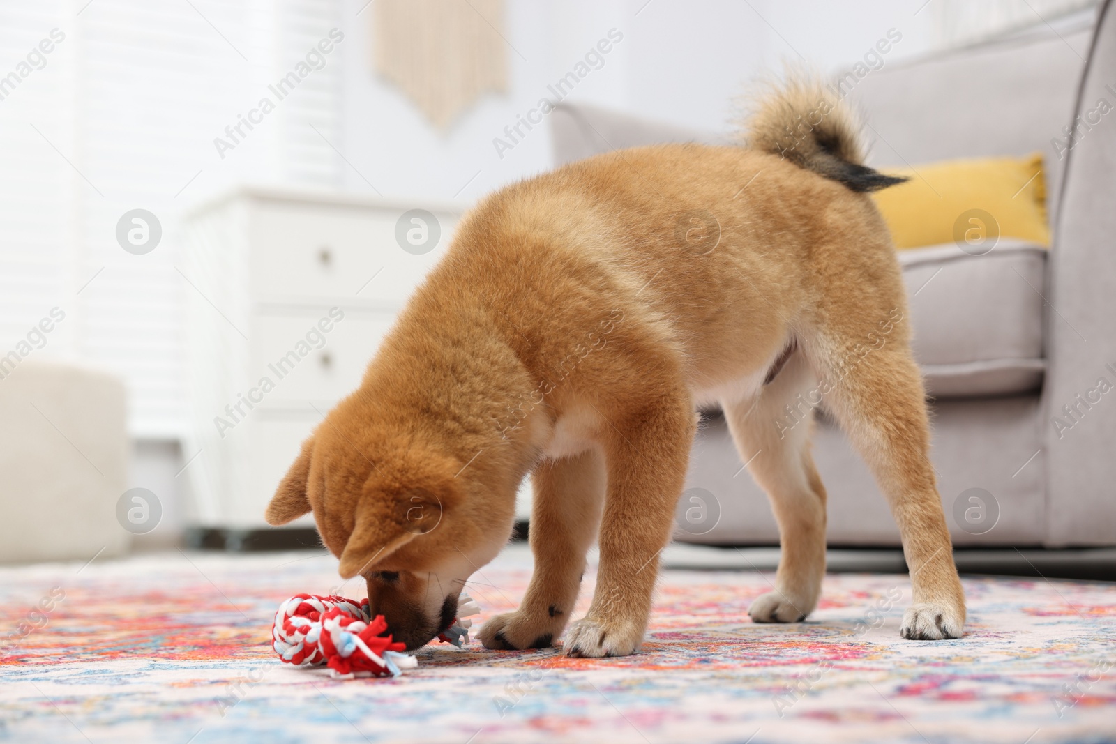 Photo of Cute Shiba Inu dog playing with pet toy on floor indoors