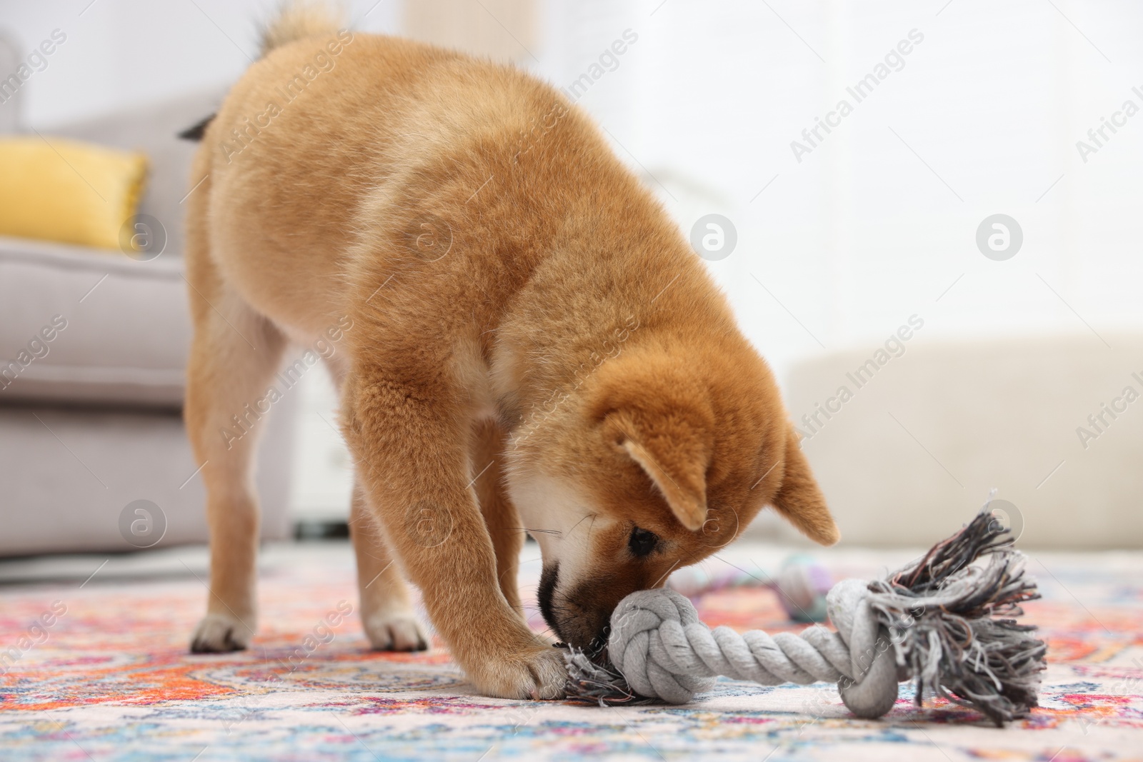 Photo of Cute Shiba Inu dog playing with pet toy on floor indoors