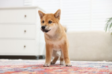 Photo of Cute Shiba Inu dog on floor indoors