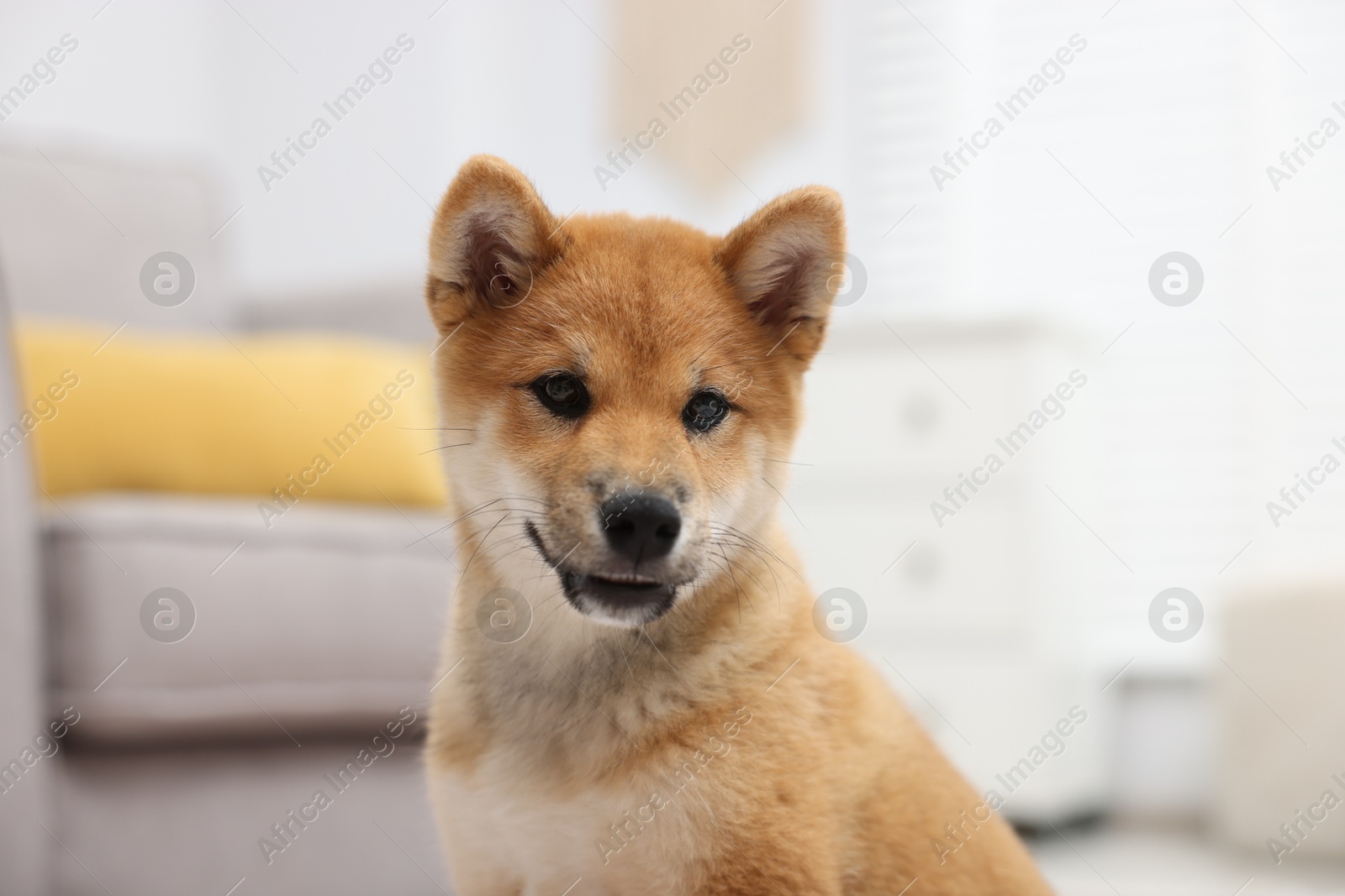 Photo of Portrait of cute Shiba Inu dog on blurred background