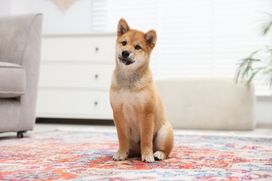 Photo of Cute Shiba Inu dog sitting on floor indoors