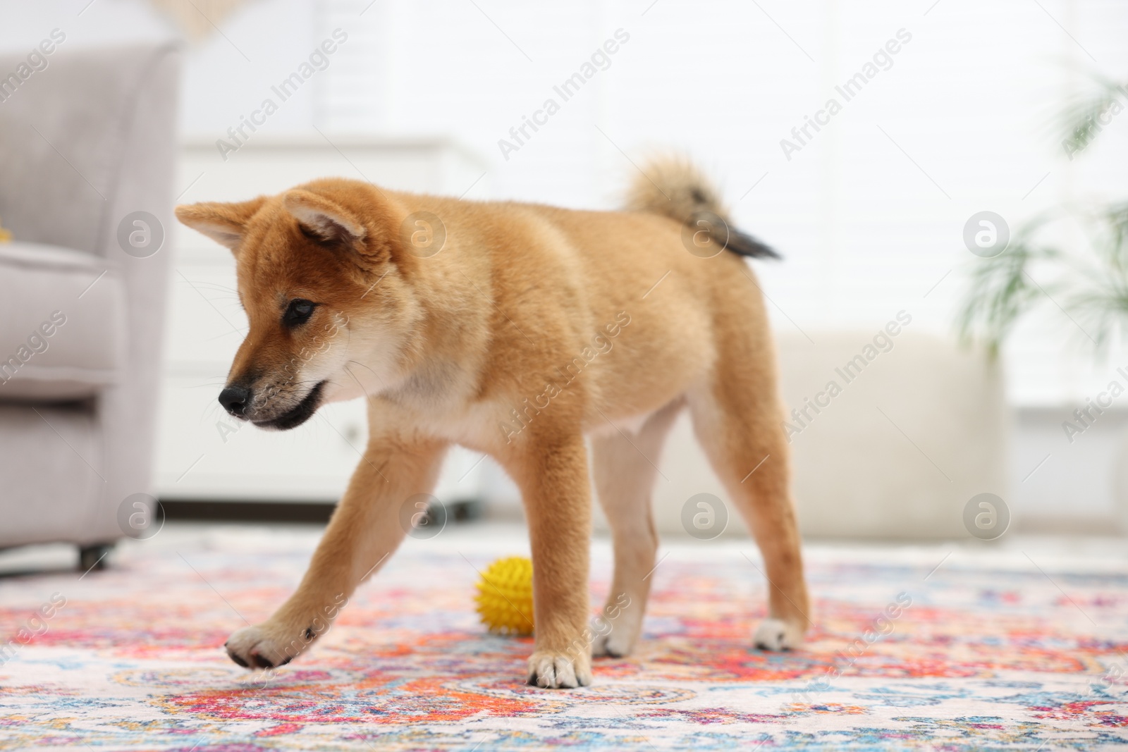 Photo of Cute Shiba Inu dog on floor indoors