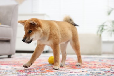 Photo of Cute Shiba Inu dog on floor indoors