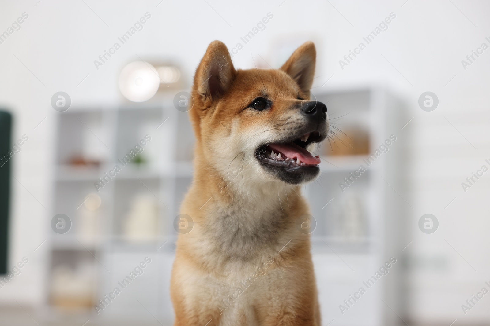 Photo of Portrait of cute Shiba Inu dog on blurred background