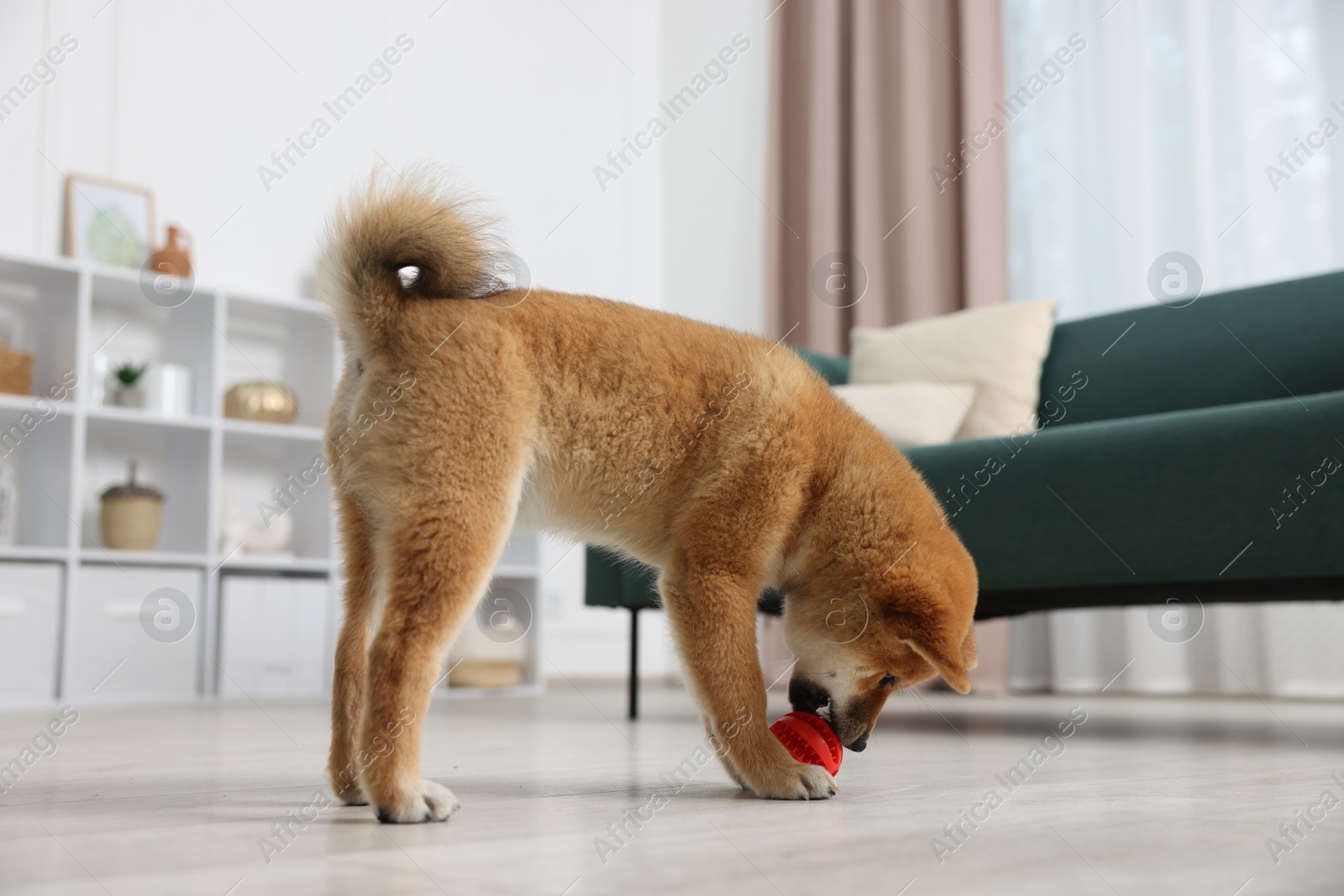 Photo of Cute Shiba Inu dog playing with pet toy on floor indoors