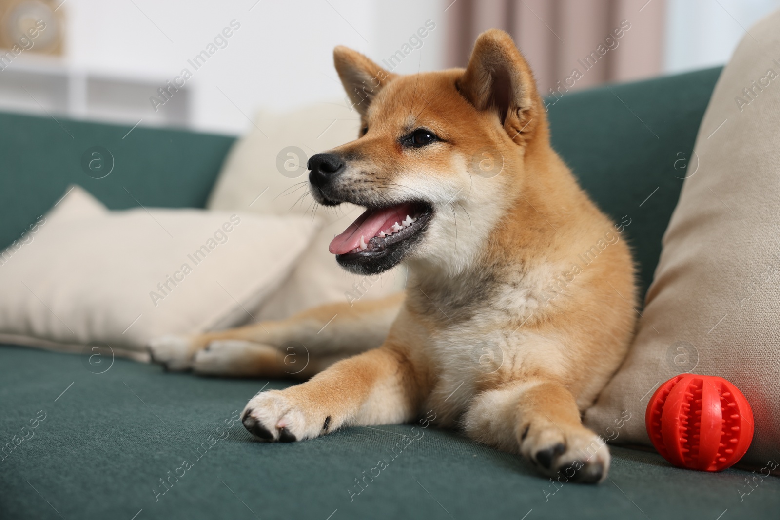 Photo of Cute Shiba Inu dog lying on sofa with pet toy indoors