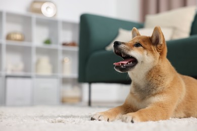Photo of Cute Shiba Inu dog lying on floor indoors . Space for text