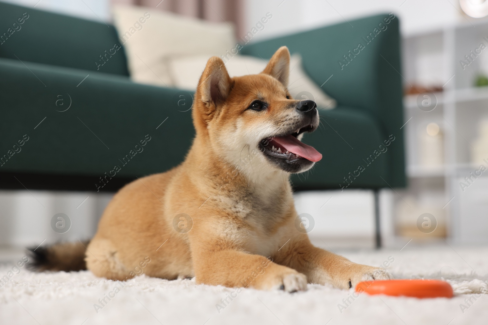 Photo of Cute Shiba Inu dog lying with pet toy on floor indoors