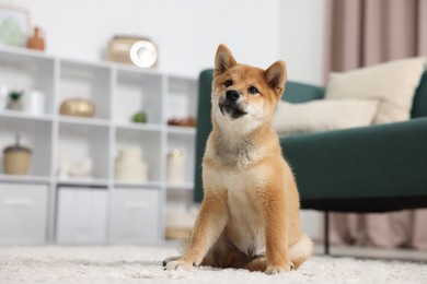 Photo of Cute Shiba Inu dog sitting on floor indoors