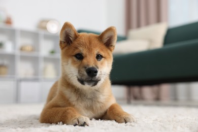 Photo of Cute Shiba Inu dog lying on floor indoors