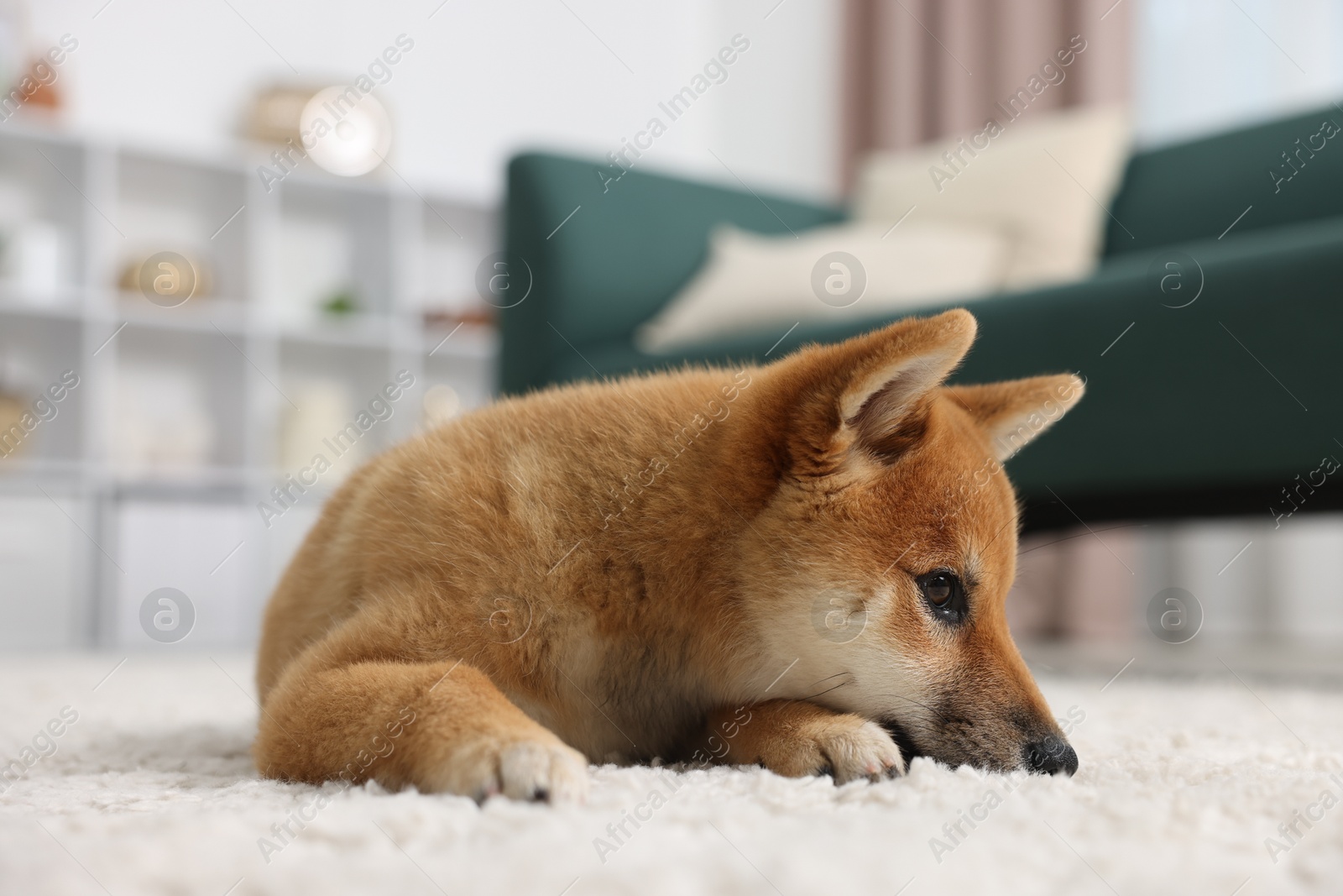 Photo of Cute Shiba Inu dog lying on floor indoors