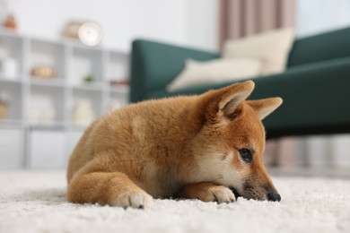 Photo of Cute Shiba Inu dog lying on floor indoors