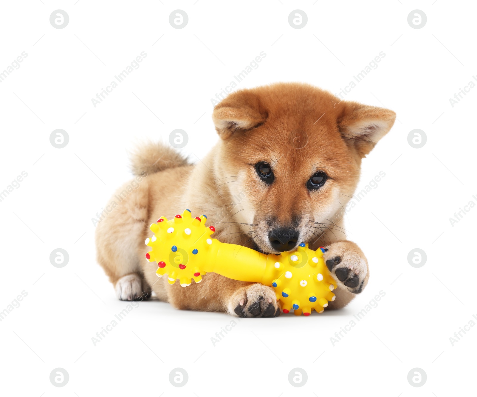 Photo of Cute Shiba Inu dog playing with pet toy on white background