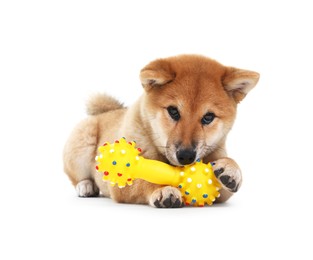 Photo of Cute Shiba Inu dog playing with pet toy on white background