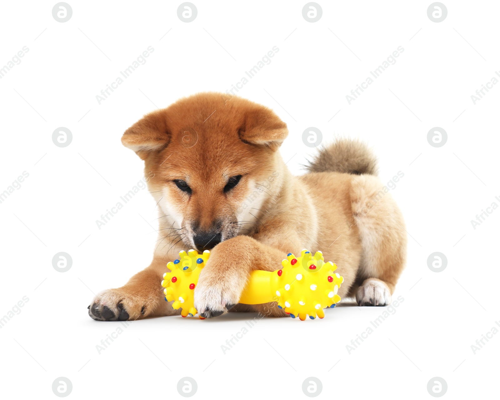 Photo of Cute Shiba Inu dog playing with pet toy on white background