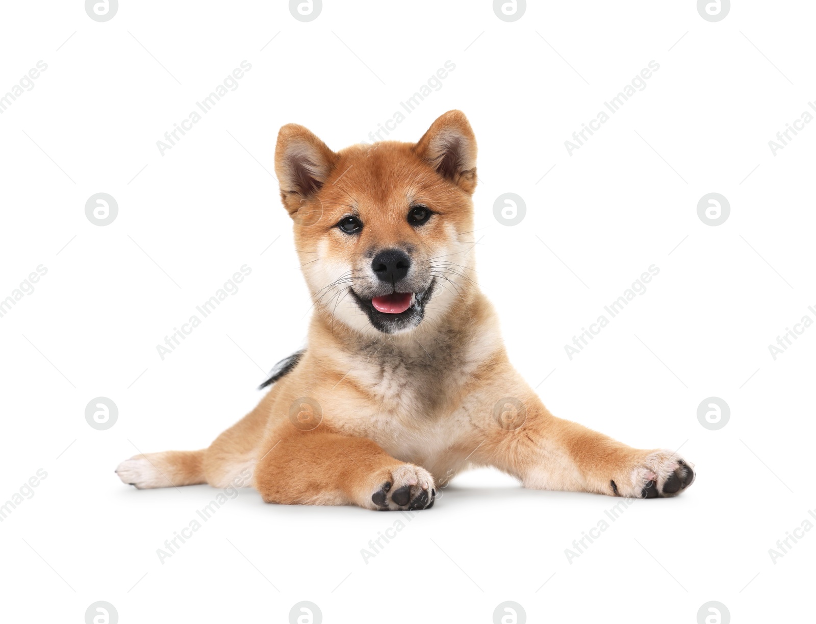 Cute Shiba Inu dog lying on white background Photo of Cute Shiba Inu dog lying on white background