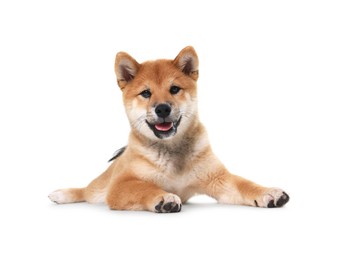 Photo of Cute Shiba Inu dog lying on white background