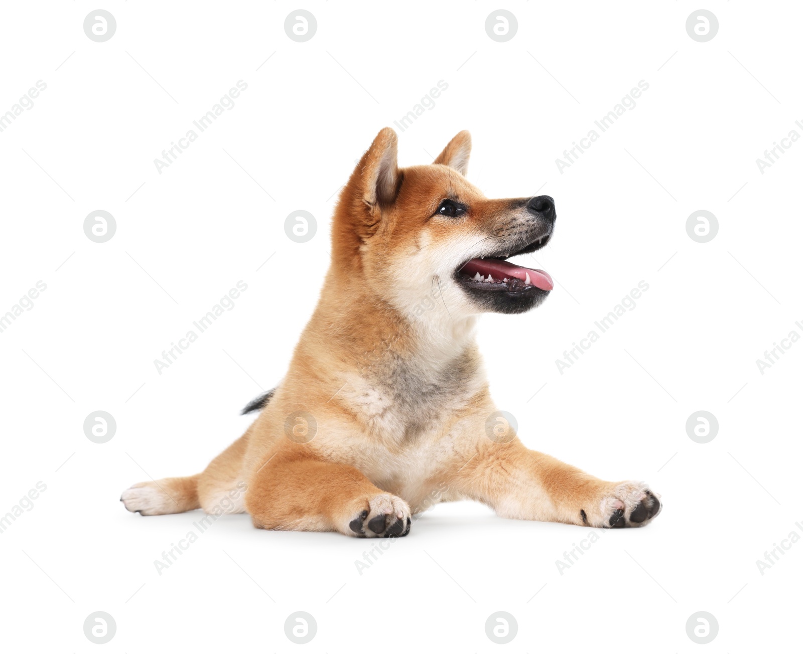 Photo of Cute Shiba Inu dog lying on white background