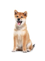 Photo of Cute Shiba Inu dog sitting on white background