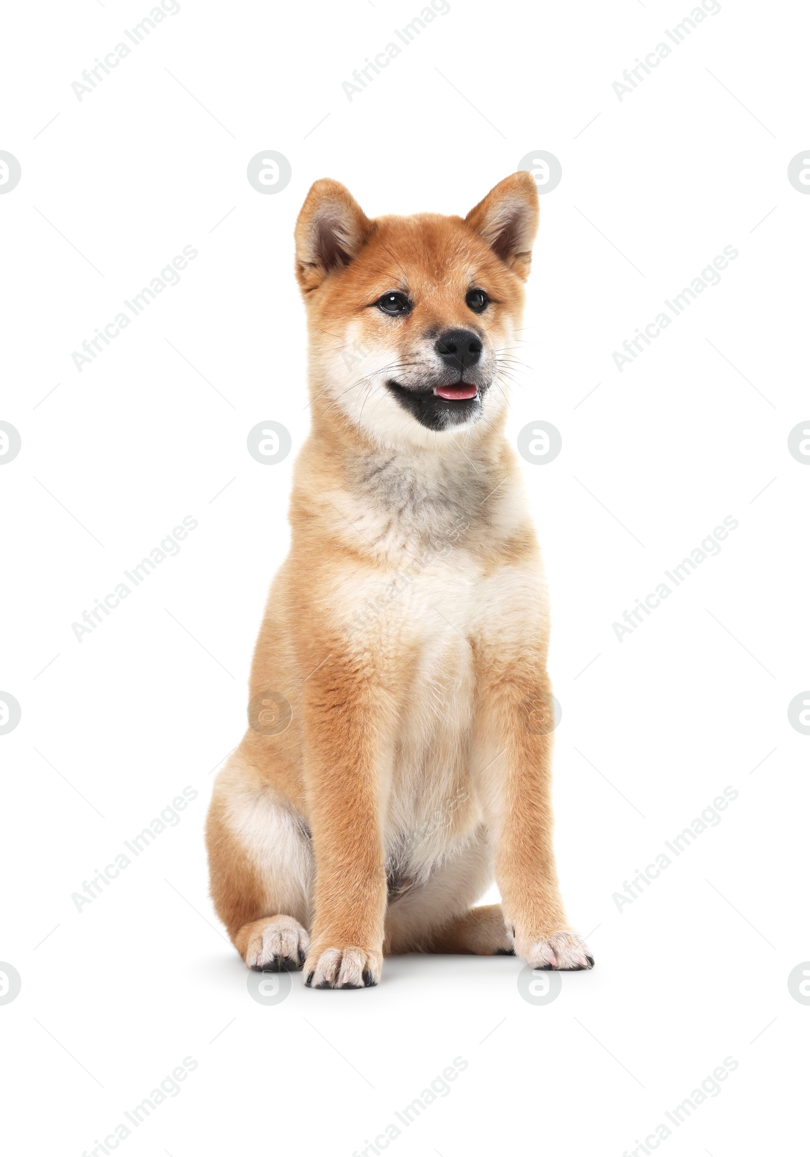 Photo of Cute Shiba Inu dog sitting on white background
