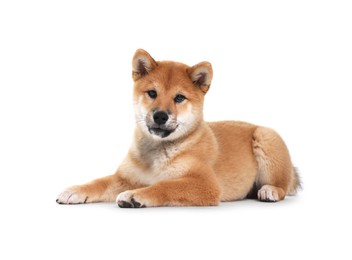 Photo of Cute Shiba Inu dog lying on white background