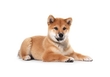 Photo of Cute Shiba Inu dog lying on white background